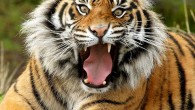 La ansiedad es una reacción desproporcionada del cuerpo y de la mente ante una amenaza que no existe. Para intentar comprenderla, empecemos por analizar la respuesta ante una amenaza que...
